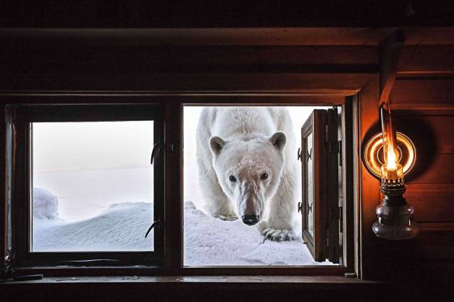 polar purpose “Face to Face.” A polar bear peeks into a cabin in Svalbard, Norway. Photo: Paul Nicklen
