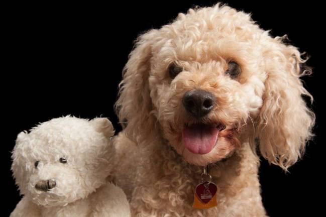 Pick of the Litter: The Cutest (Most Adoptable) Pet to Take Home Tonight Pick of the Litter: The Cutest (Most Adoptable) Pet to Take Home Tonight