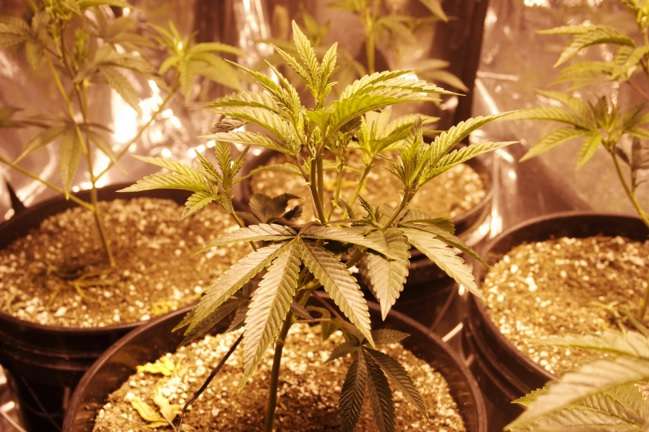 LEgalize access to medical marijuana Mark, via Flickr