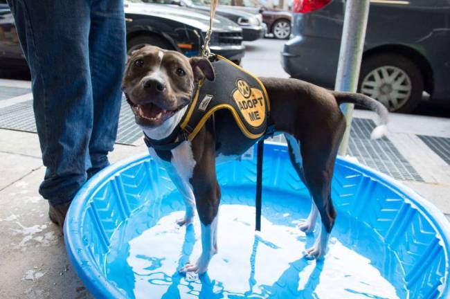 Dog Fundraiser in Tribeca