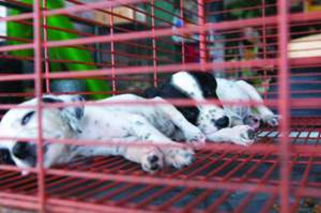 Don't be Fooled by Deceptive Puppy Mills Don't be Fooled by Deceptive Puppy Mills