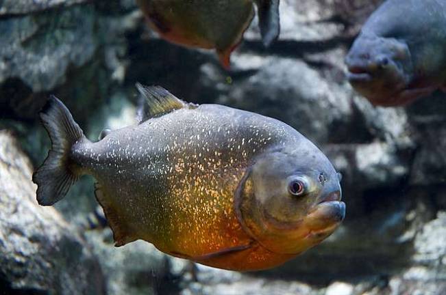 11-Year-Old Catches Piranha in Staten Island Pond