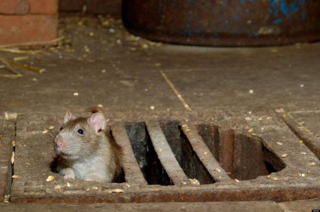 The Most Rat-Infested Blocks on the Upper West Side