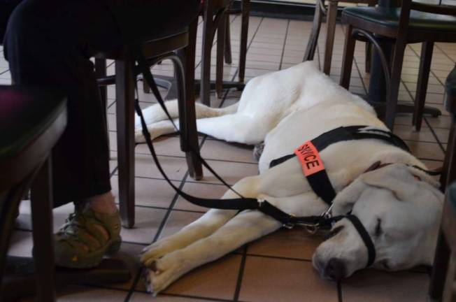 Service Dog Users Find Varying Degrees of Access