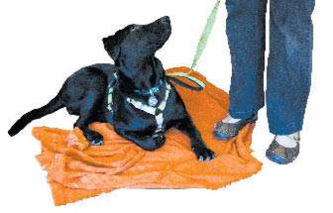 A New School for Dogs A New School for Dogs