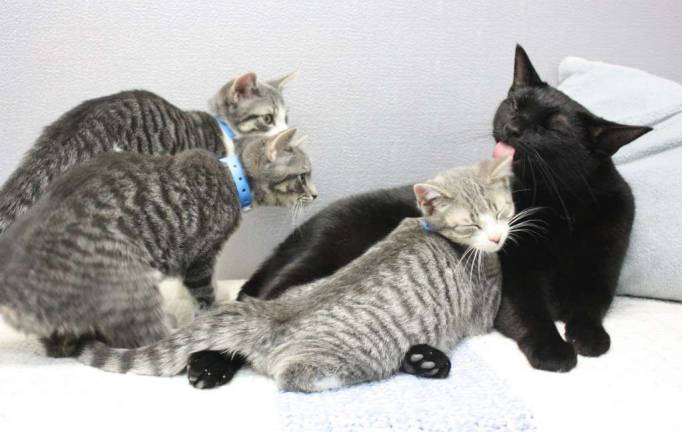 Welcome a Feline Into Your Family And Provide a Home for a Devoted Companion Welcome a Feline Into Your Family And Provide a Home for a Devoted Companion