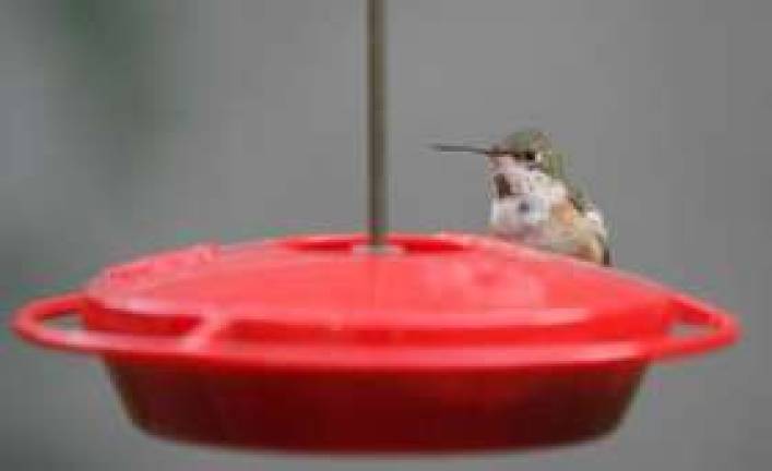 Hummingbird Hummingbird
