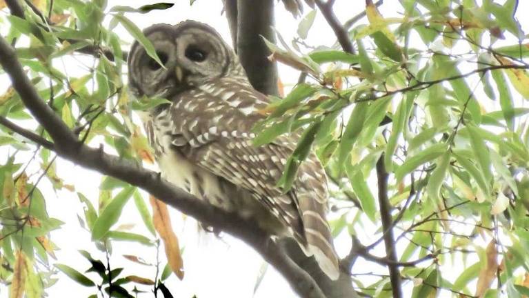 tracking the city’s bird news Manhattan Bird Alert has been following the whereabouts of a barred owl in Central Park. Photo: @jhonny_2003 courtesy of Manhattan Bird Alert