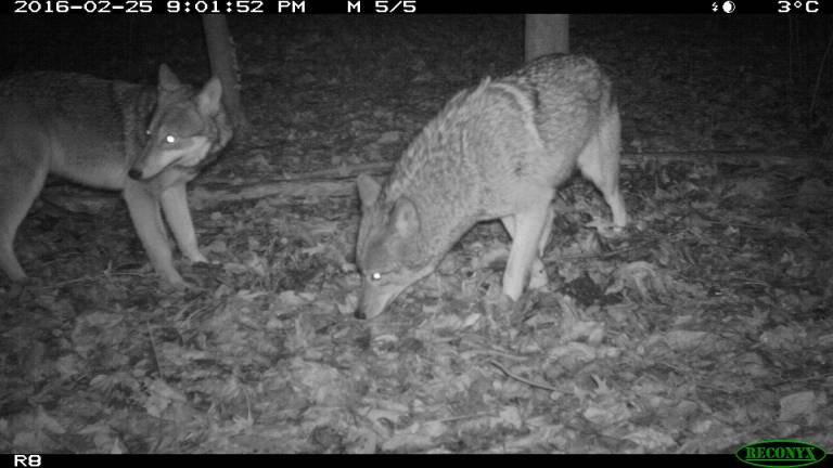 Two adult coyotes in Riverdale Park in February 2016. Photo: Gotham Coyote