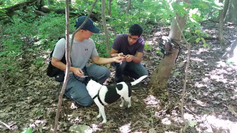 Tracking Coyotes in new york Ferdie Yau checking a camera trap in Riverdale Park with Josue Marquez, a student from the WERM program 2015. Photo: Tatyana Graham