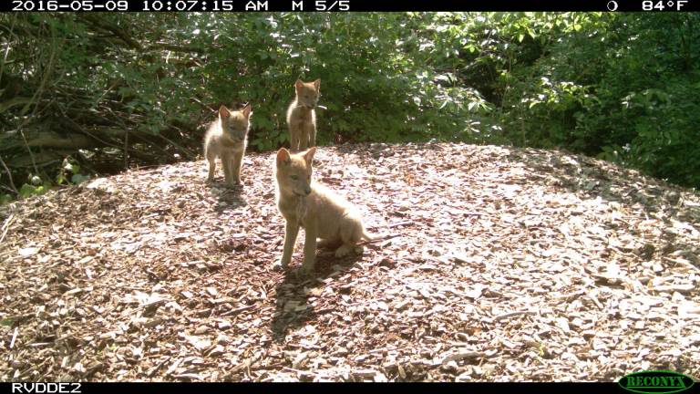 &#xa0;Three coyote pups hanging out in Riverdale in May 2016. Photo: Gotham Coyote