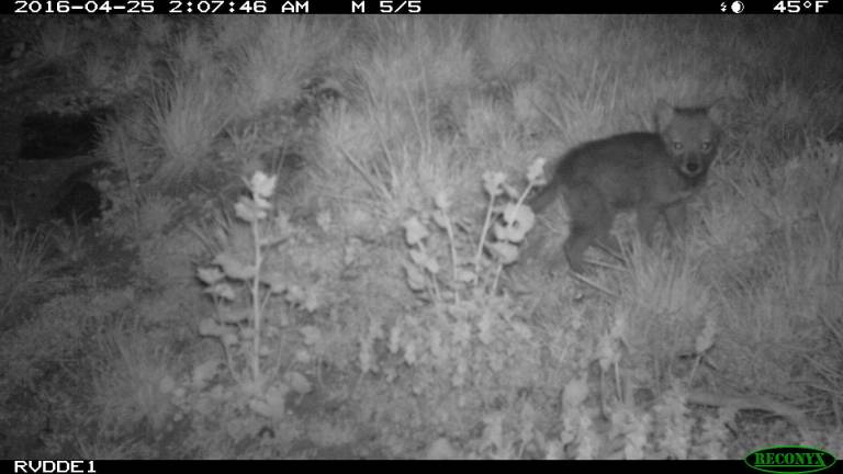Tracking Coyotes in new york Young coyote pup in Riversale in April 2016. Photo: Gotham Coyote