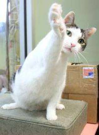 Pick of the Litter: The Cutest (And Most Adoptable) Pet of the Week