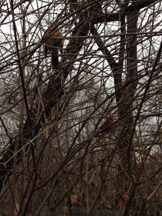 A pair of cardinals in Central Park thickets on Dec. 18. The male, with deeper red plumage, is the background. Photo: Gail Eisenberg