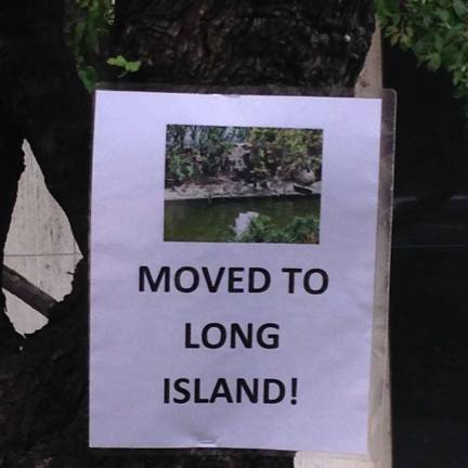York Avenue Ducklings Move to the Suburbs News