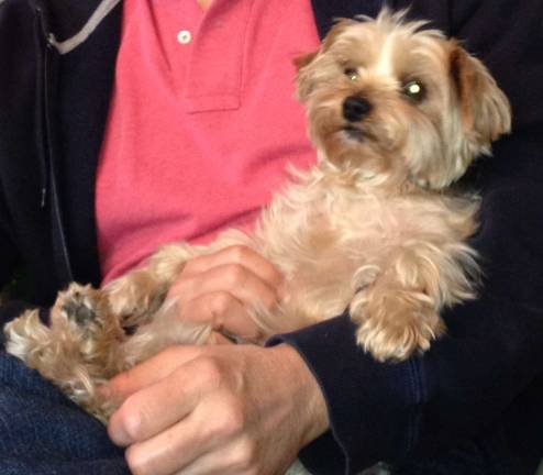 New York City Dogs to Enjoy Classier Living Arrangements in Chelsea at Pet Hotel