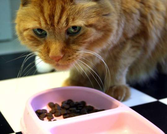 Cat Food Recall