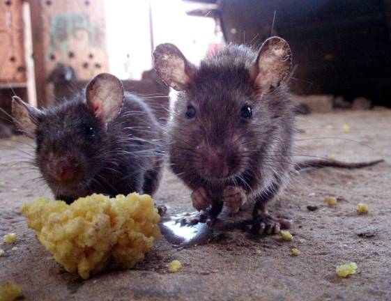 Rat Crossing Signs Posted on Upper West Side