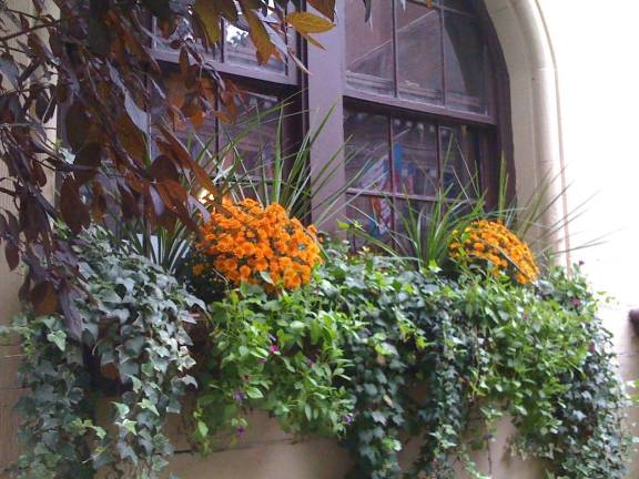 A clever window treatment on West 83rd Street plops pots of seasonal color (fall chrysanthemums) into a more permanent anchoring of ivy and other vines. Photo by Mia Kravitz
