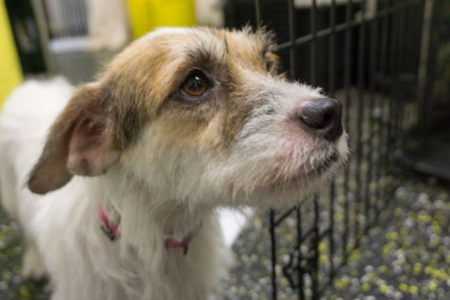 Lucy, a Puerto Rico rescue dog, is under the care of Camp Canine while she nurses her puppies. The Upper West Side dog-care center recently rescued dogs from a shelter they often partner with El Faro de los Animales. Photo: Sophie Herbut