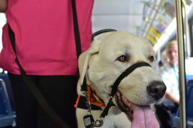 Service Dog Users Find Varying Degrees of Access